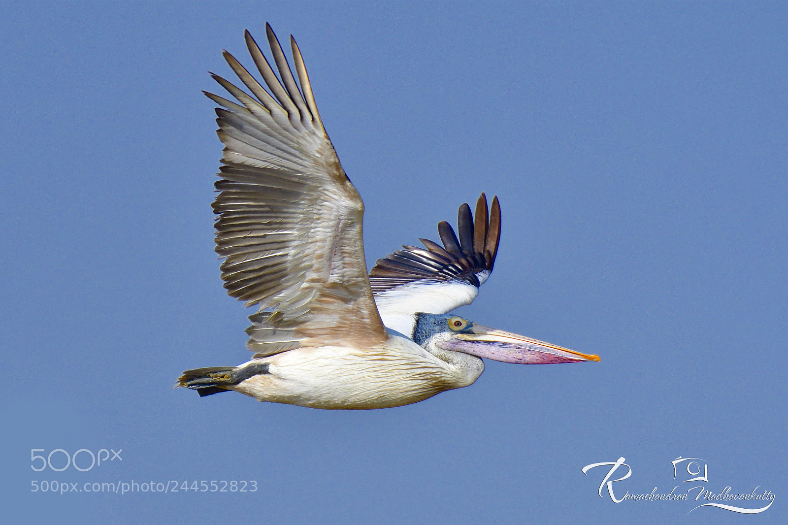 Nikon D500 sample photo. Spot-billed pelican flying shot photography