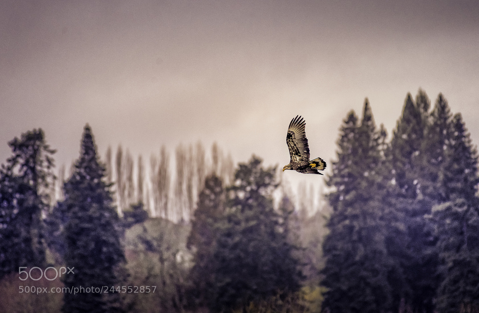 Nikon D810 sample photo. Harrier photography