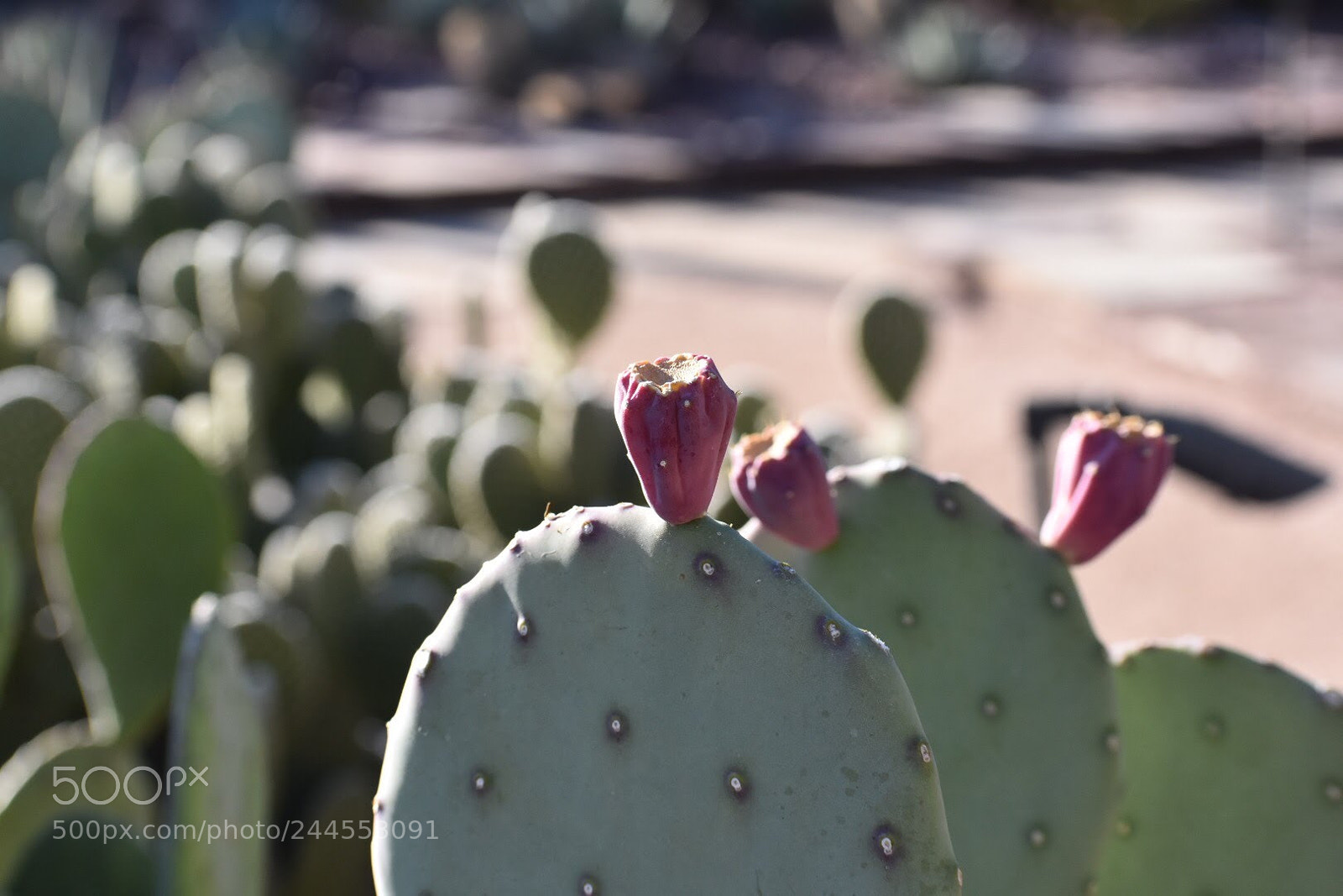 Nikon D7200 sample photo. Pear's photography