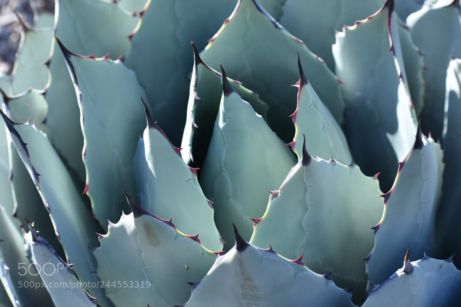 Nikon D7200 sample photo. Blue agave photography