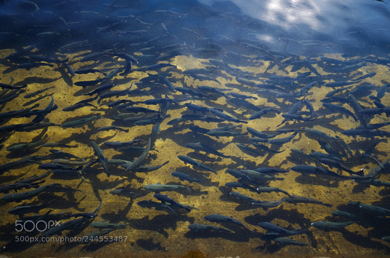 Pentax K-50 sample photo. Fillmore fish hatchery photography