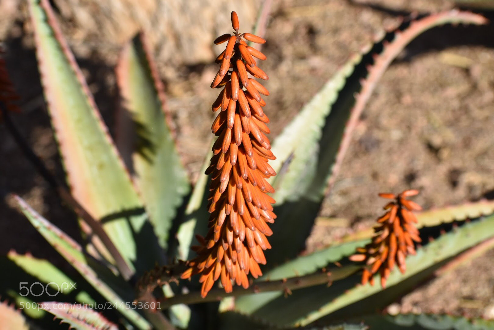 Nikon D7200 sample photo. Aloe photography