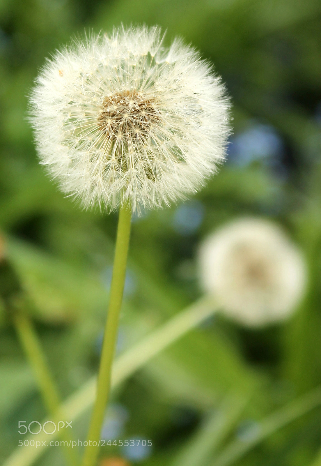 Canon EOS 1100D (EOS Rebel T3 / EOS Kiss X50) sample photo. Dandelion dew photography