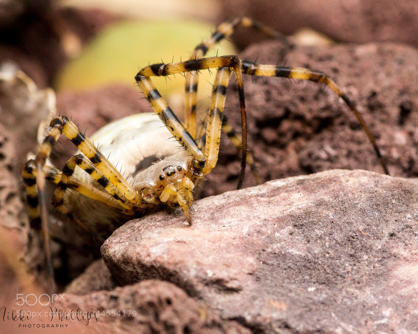 Canon EOS 60D sample photo. Miss stripes photography
