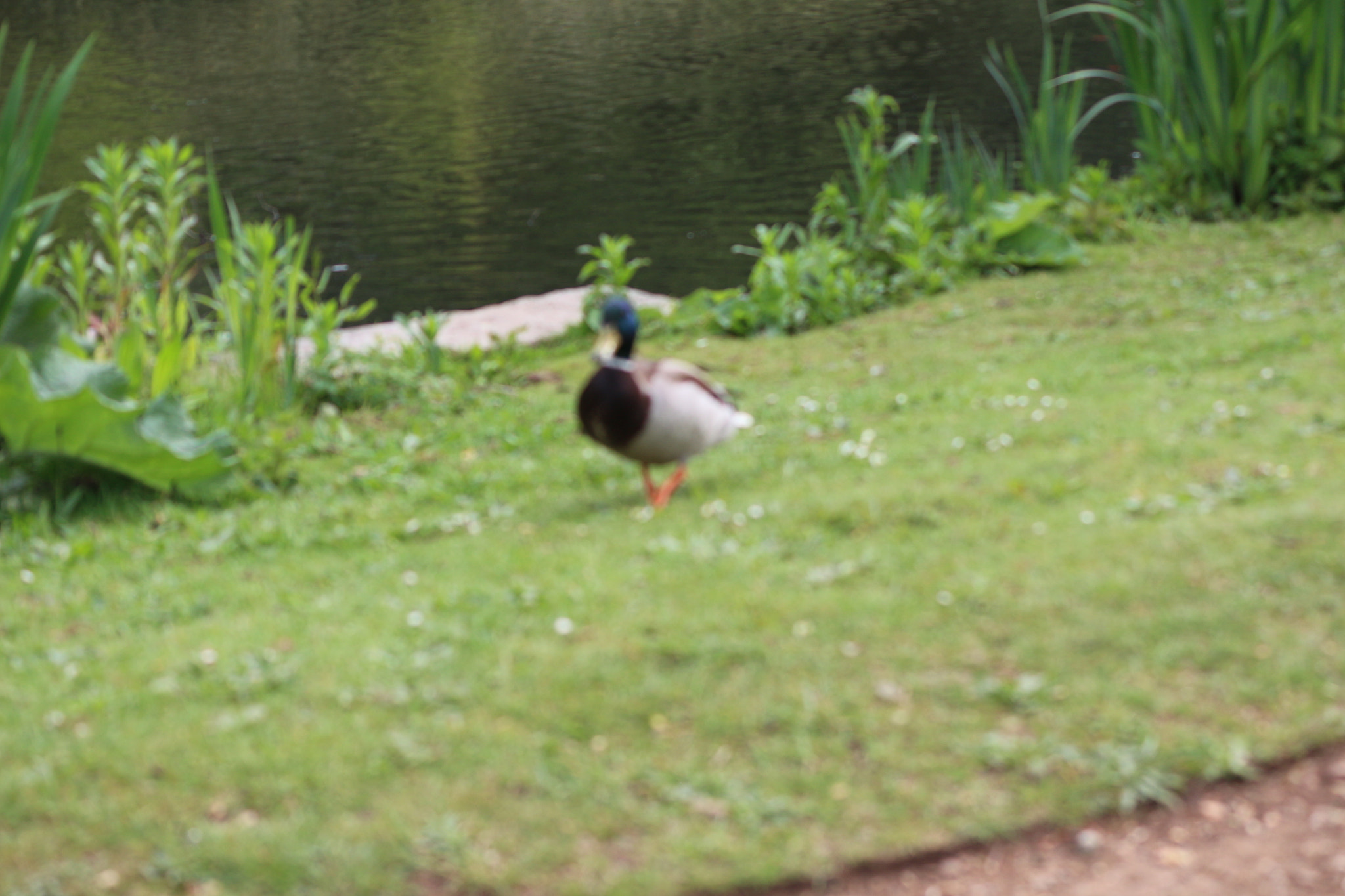 Canon EOS 650D (EOS Rebel T4i / EOS Kiss X6i) sample photo. Img photography
