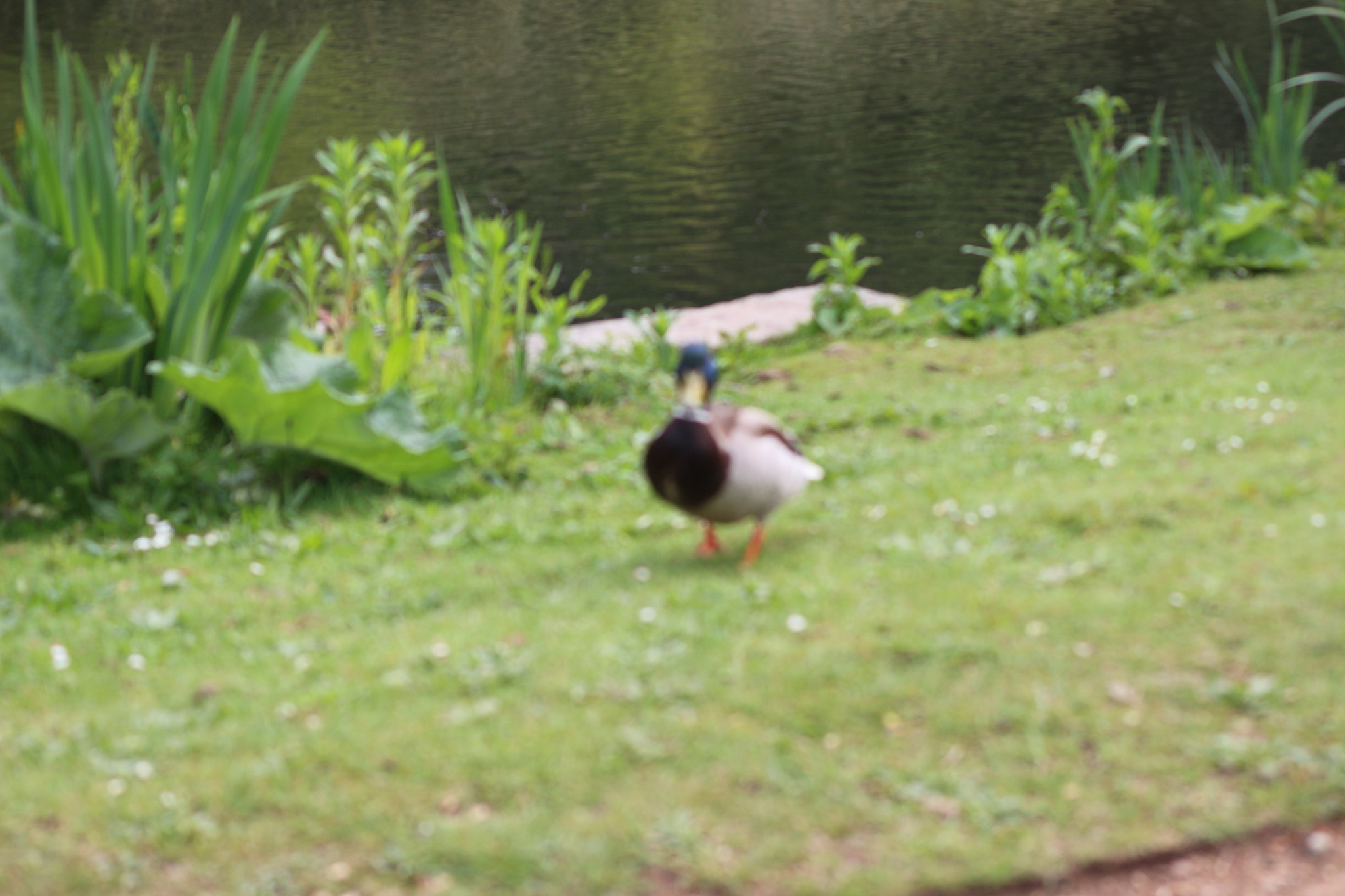 Canon EOS 650D (EOS Rebel T4i / EOS Kiss X6i) sample photo. Img photography