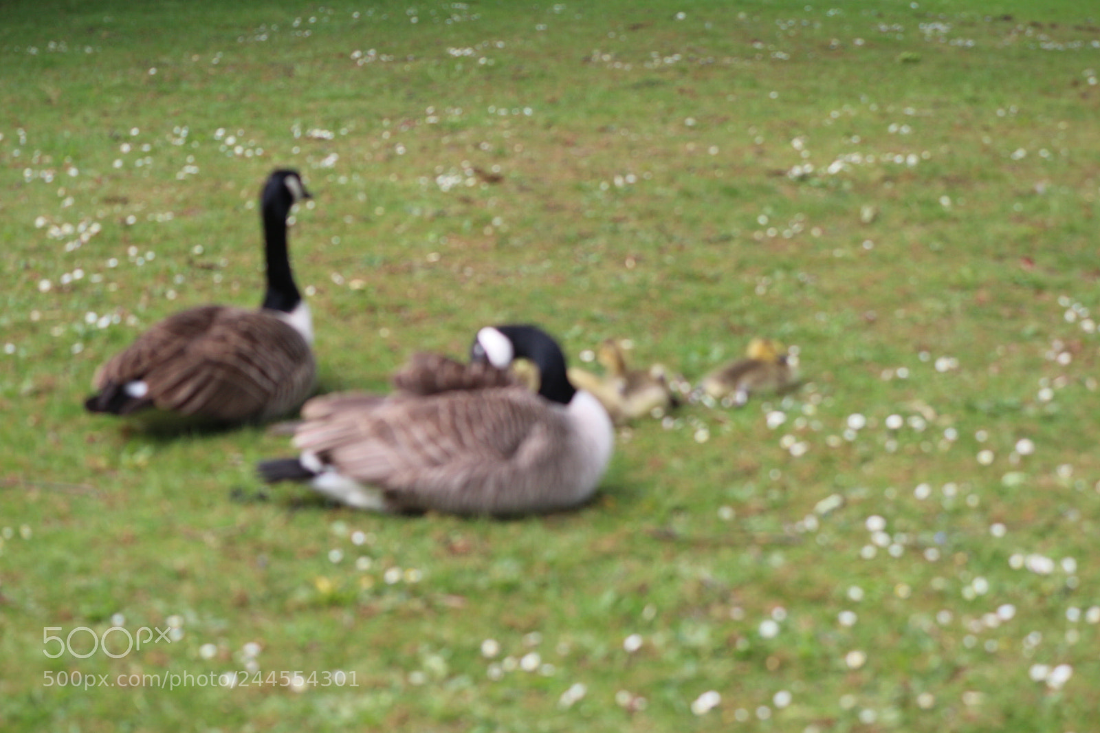 Canon EOS 650D (EOS Rebel T4i / EOS Kiss X6i) sample photo. Img photography
