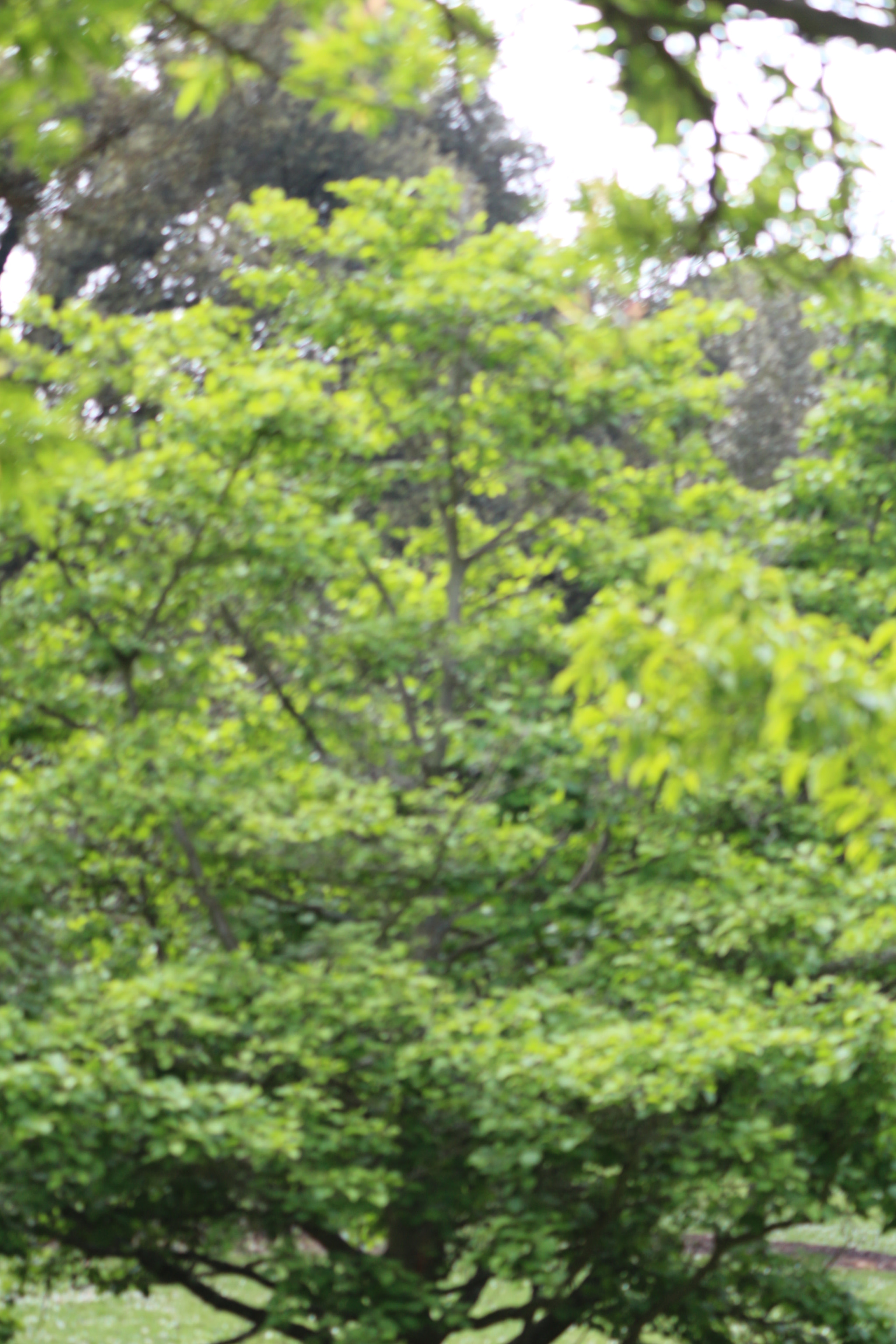 Canon EOS 650D (EOS Rebel T4i / EOS Kiss X6i) sample photo. Img photography