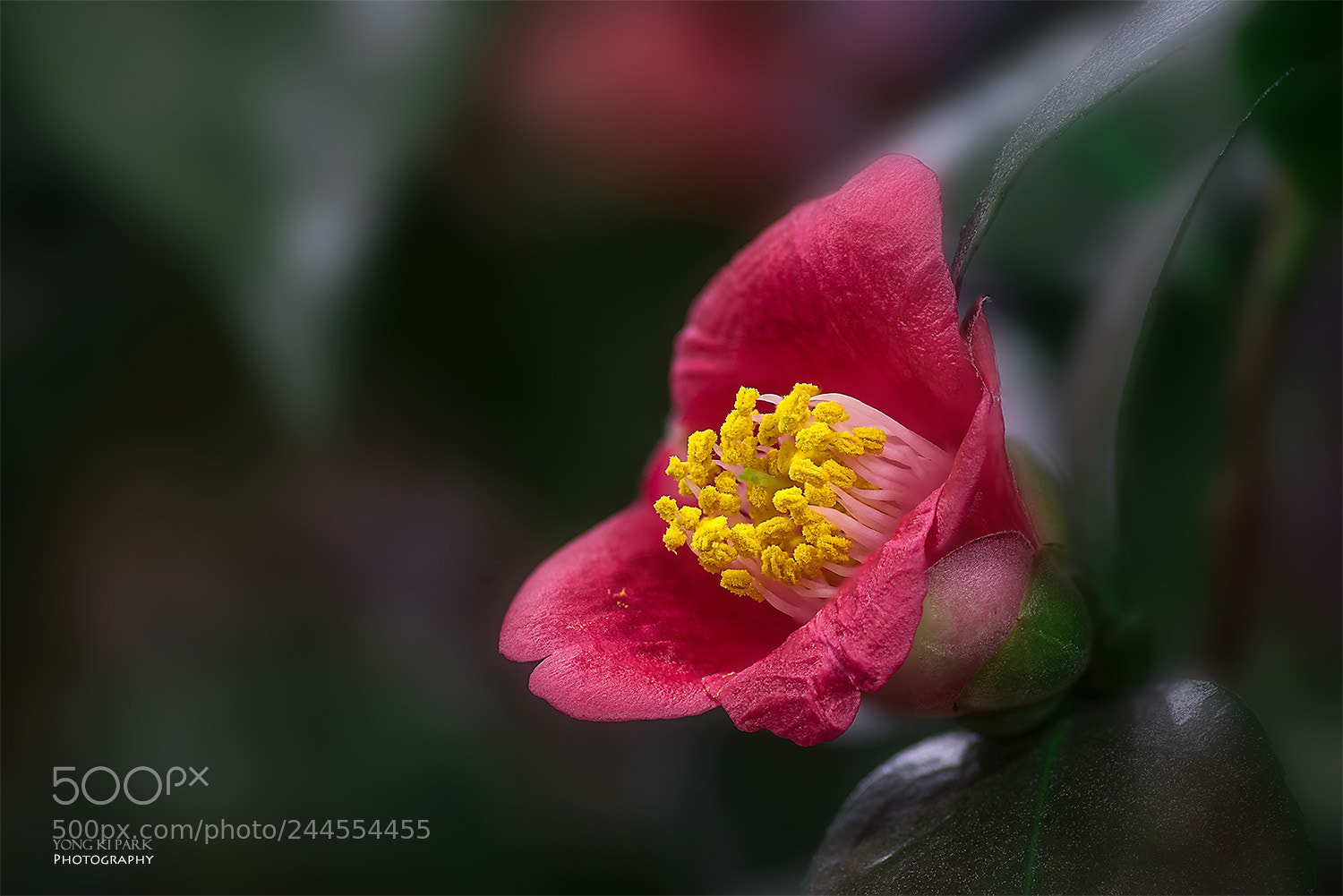 Pentax K-1 sample photo. Blooming in the winter-3 photography