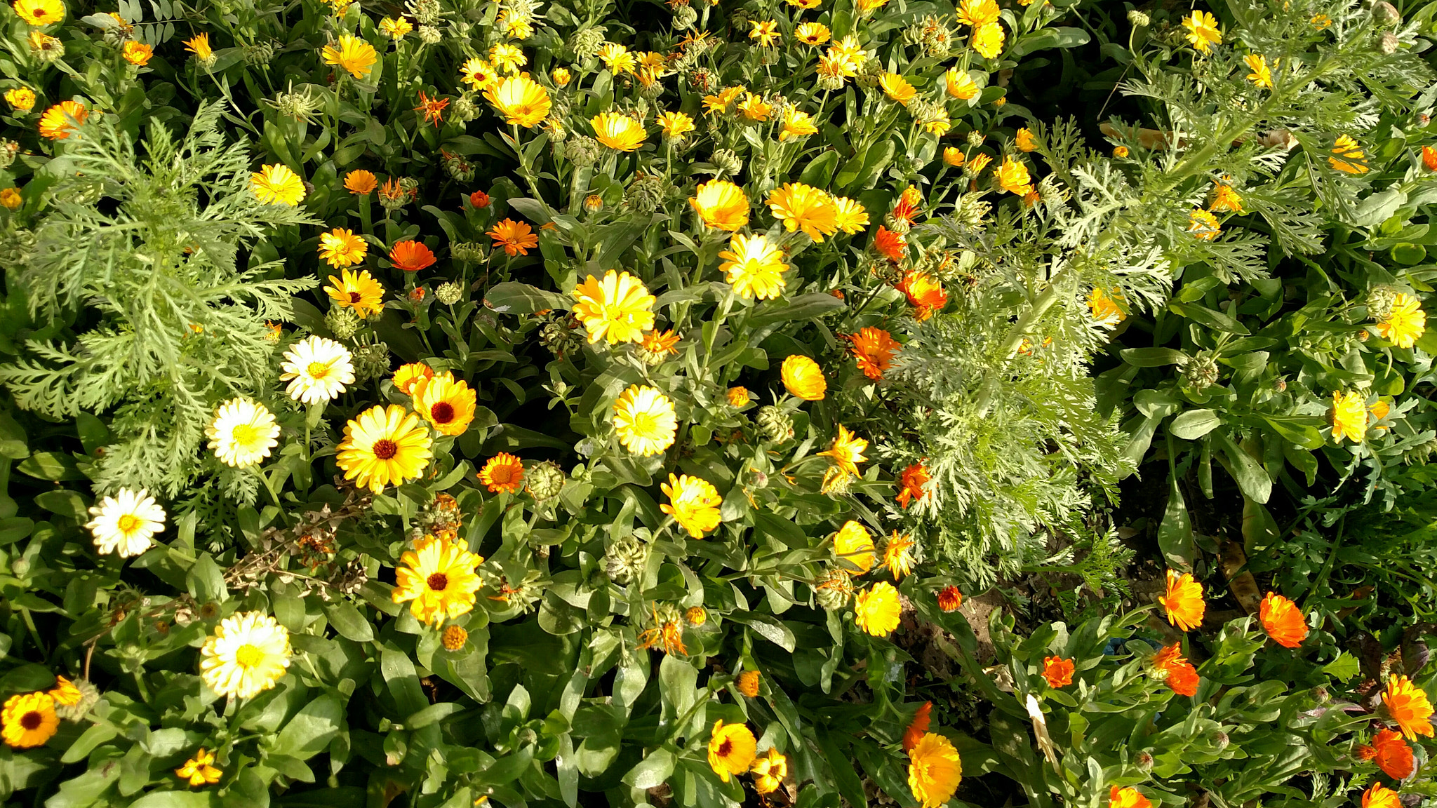 Motorola Droid Turbo sample photo. A lawn flowers photography