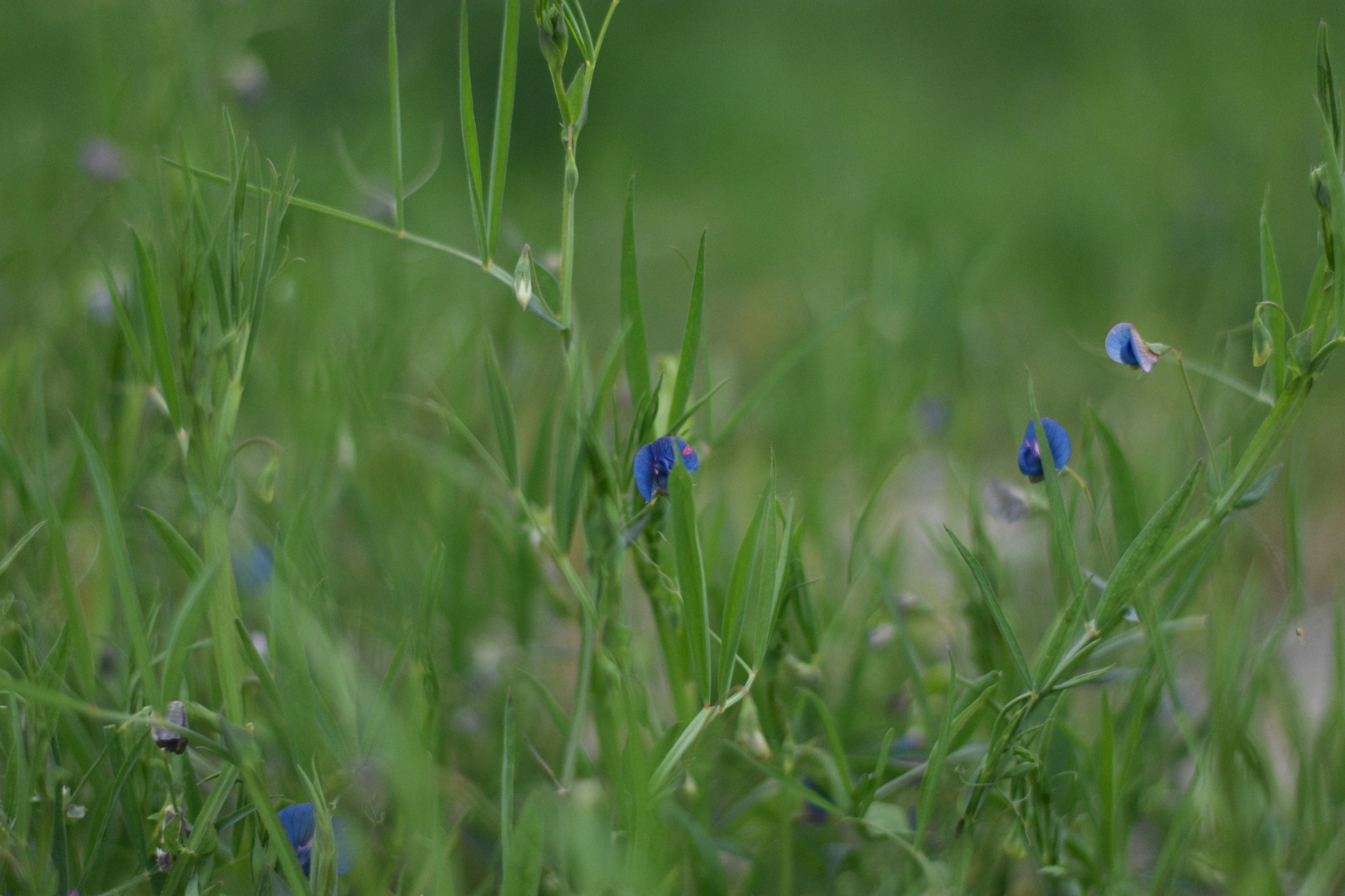 Nikon D3400 + Nikon AF-S Nikkor 50mm F1.8G sample photo. Dsc photography