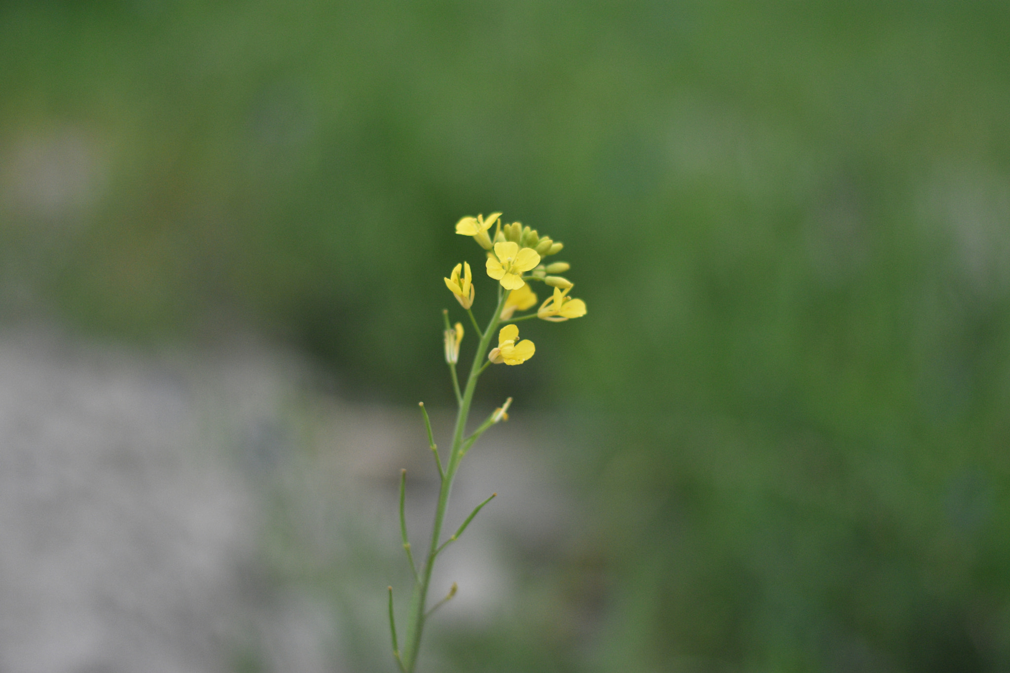 Nikon D3400 + Nikon AF-S Nikkor 50mm F1.8G sample photo. Dsc photography