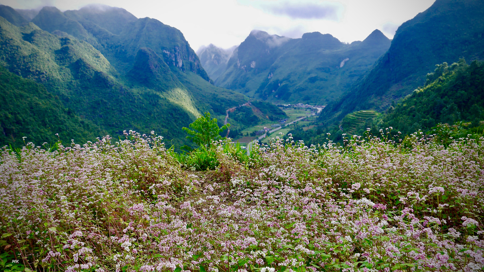 Panasonic Lumix DMC-GF6 sample photo. Buckwheat flowers field in dong van photography
