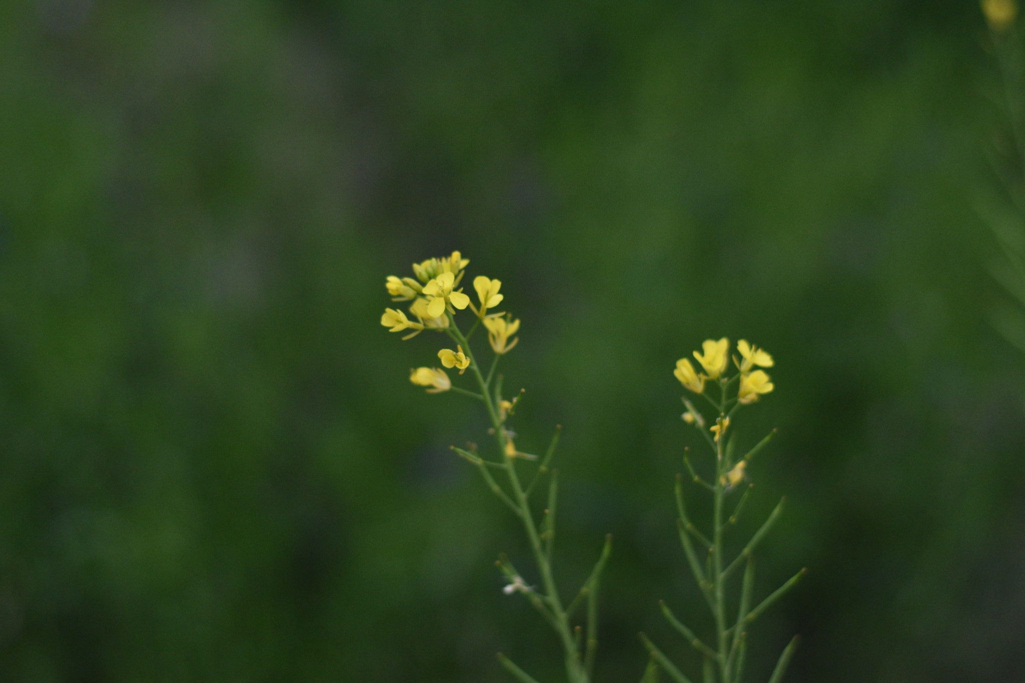 Nikon D3400 + Nikon AF-S Nikkor 50mm F1.8G sample photo. Dsc photography