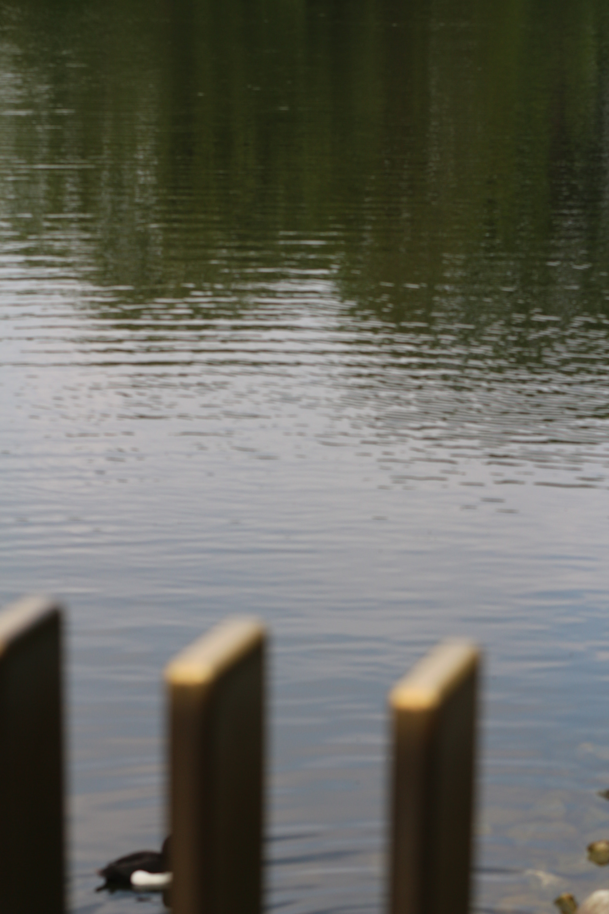 Canon EOS 650D (EOS Rebel T4i / EOS Kiss X6i) sample photo. Img photography