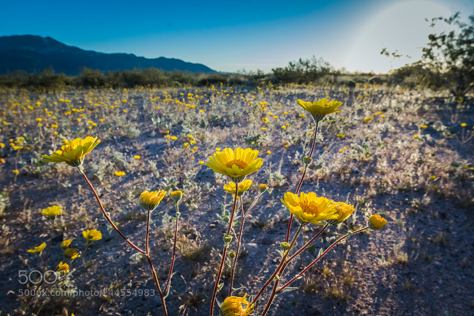 Canon EOS 60D sample photo. Yellow morning photography