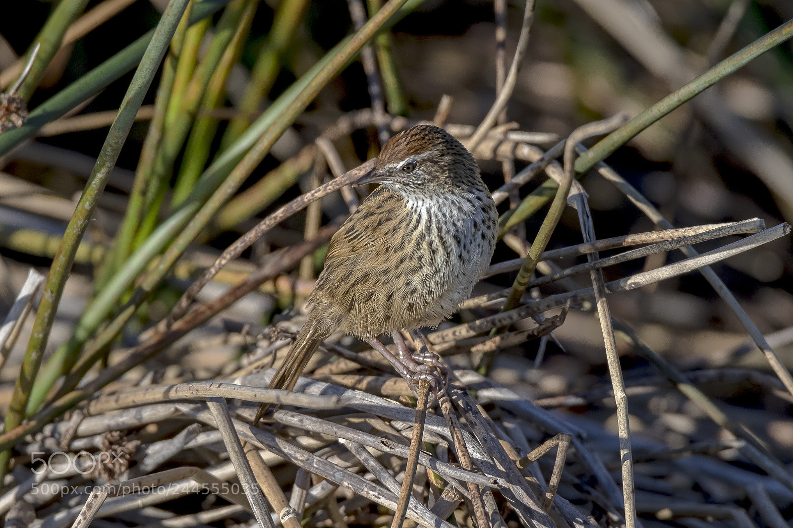 Canon EOS 7D Mark II sample photo. Fernbird photography