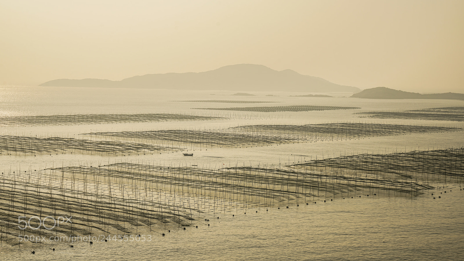 Sony a7R II sample photo. Seaweed paradise photography