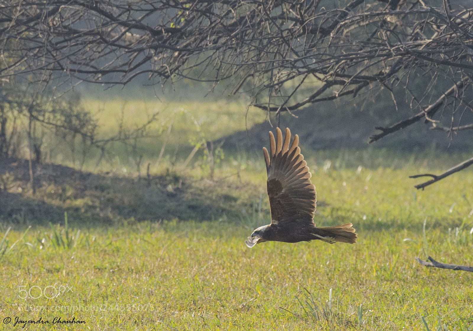 Nikon D5100 sample photo. Marsh harrier photography
