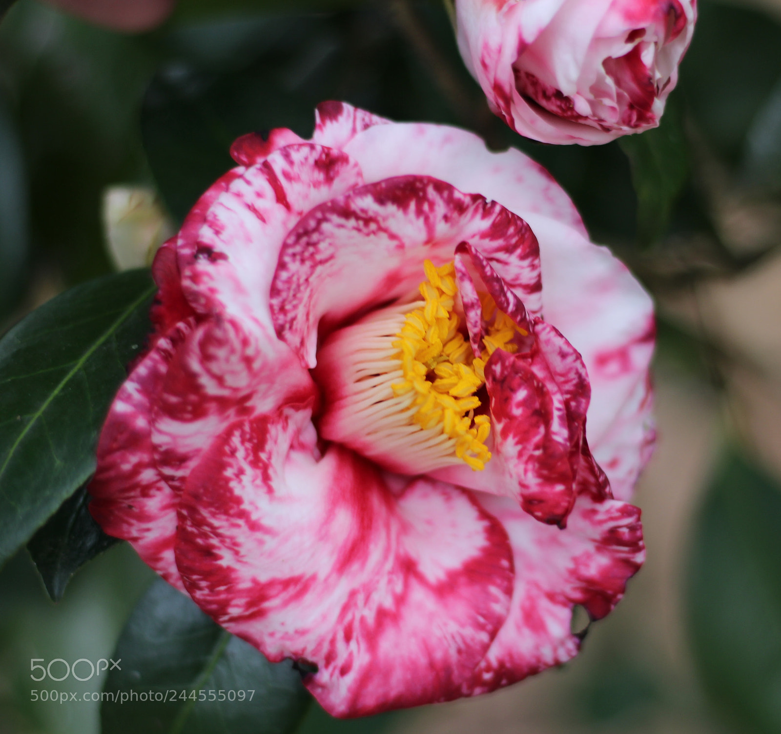 Canon EOS 100D (EOS Rebel SL1 / EOS Kiss X7) sample photo. Swirl photography
