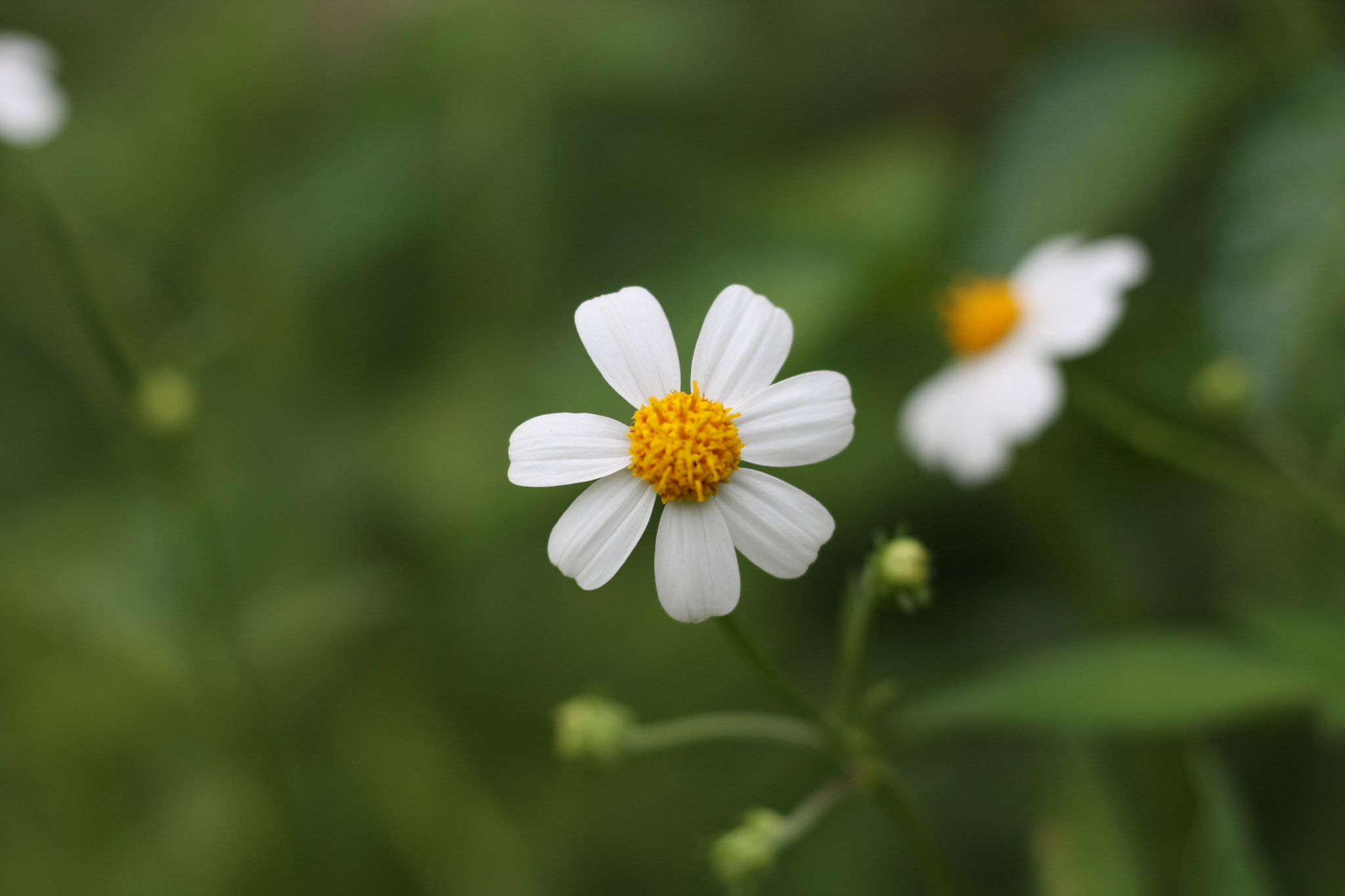 Canon EOS 40D + Canon EF 50mm F1.8 STM sample photo