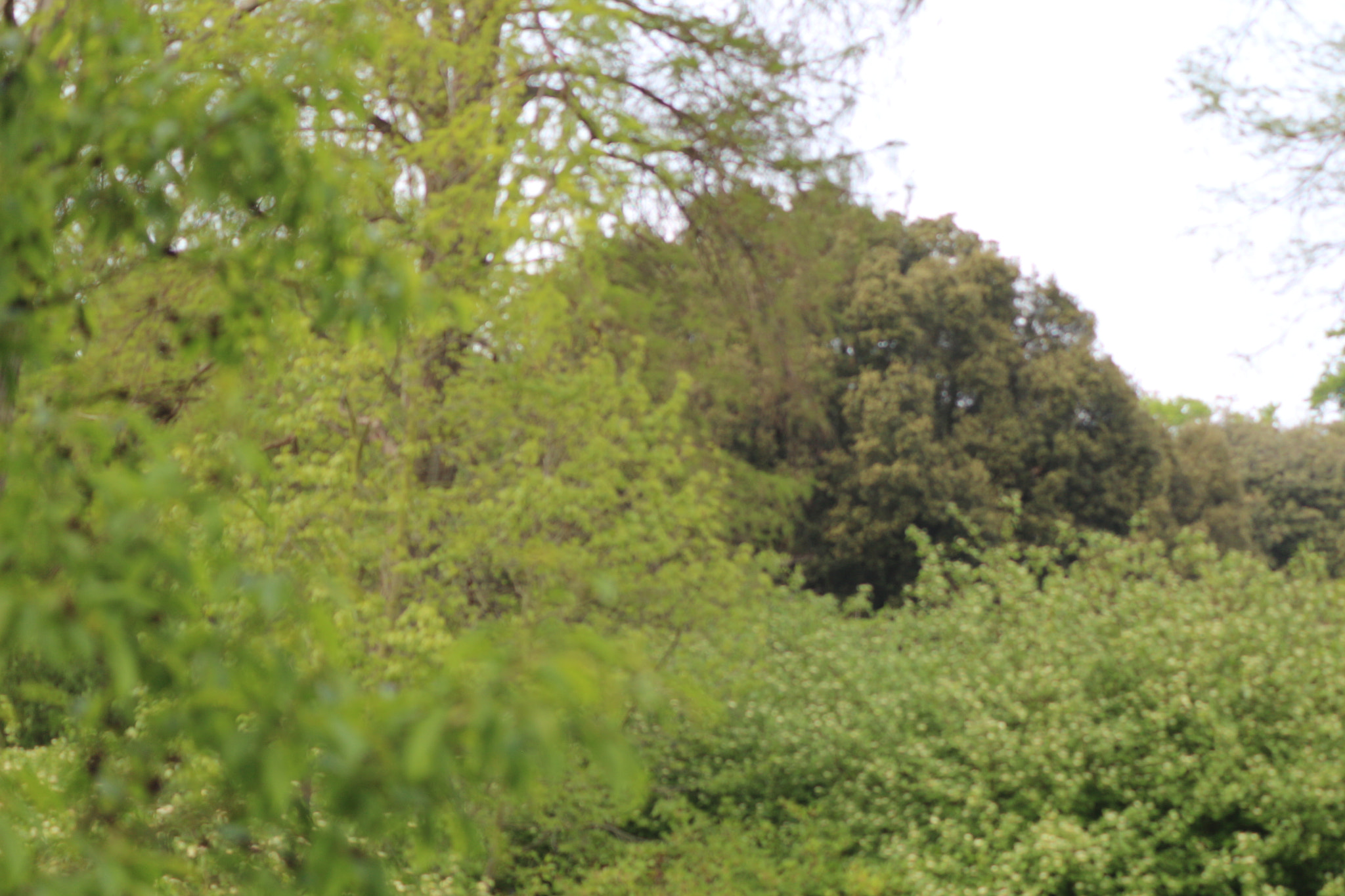 Canon EOS 650D (EOS Rebel T4i / EOS Kiss X6i) sample photo. Img photography