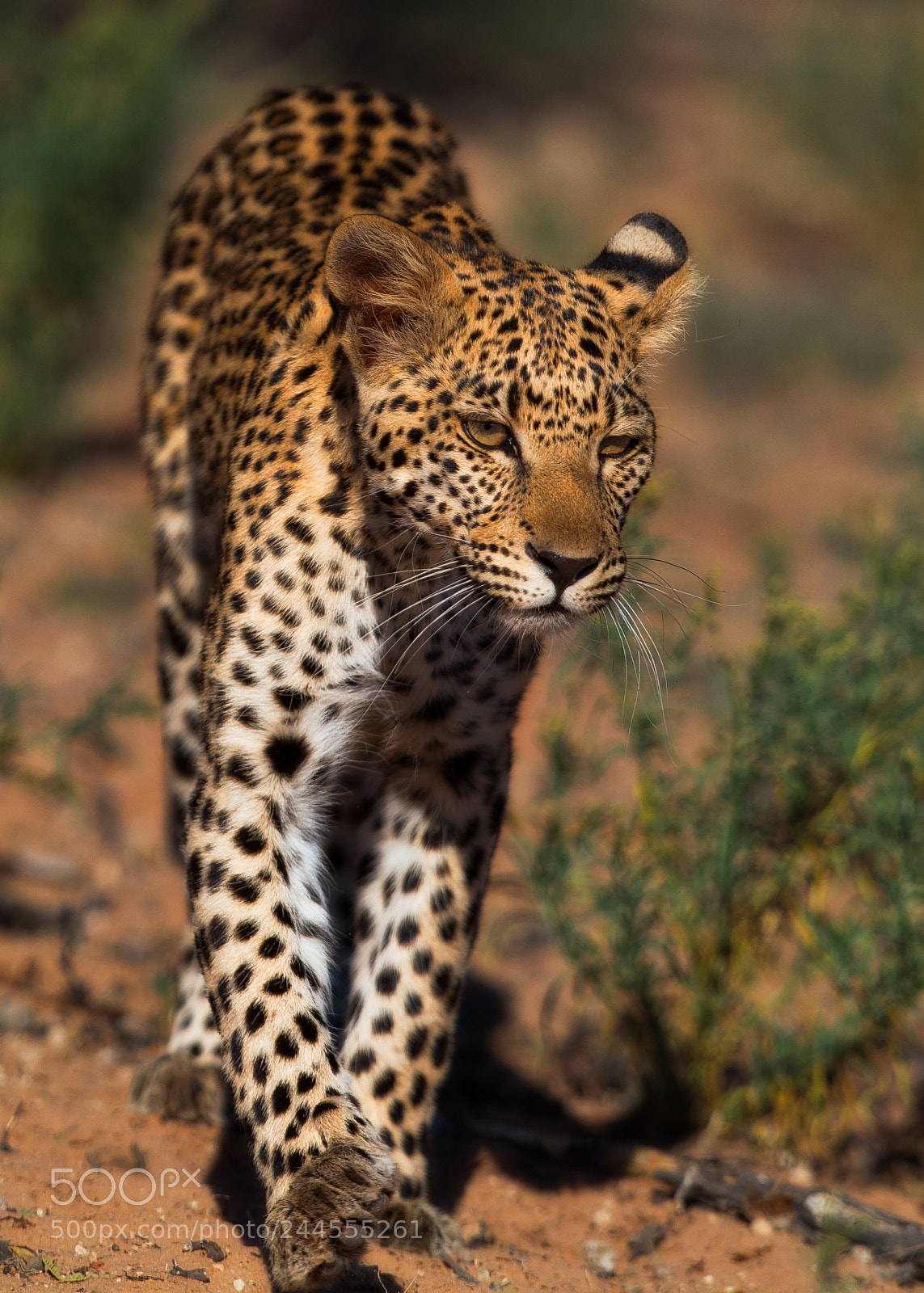 Canon EOS-1D Mark IV sample photo. Wandering leopard photography