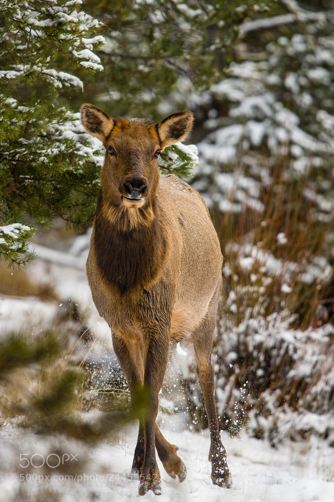 Nikon D7200 sample photo. Elk photography