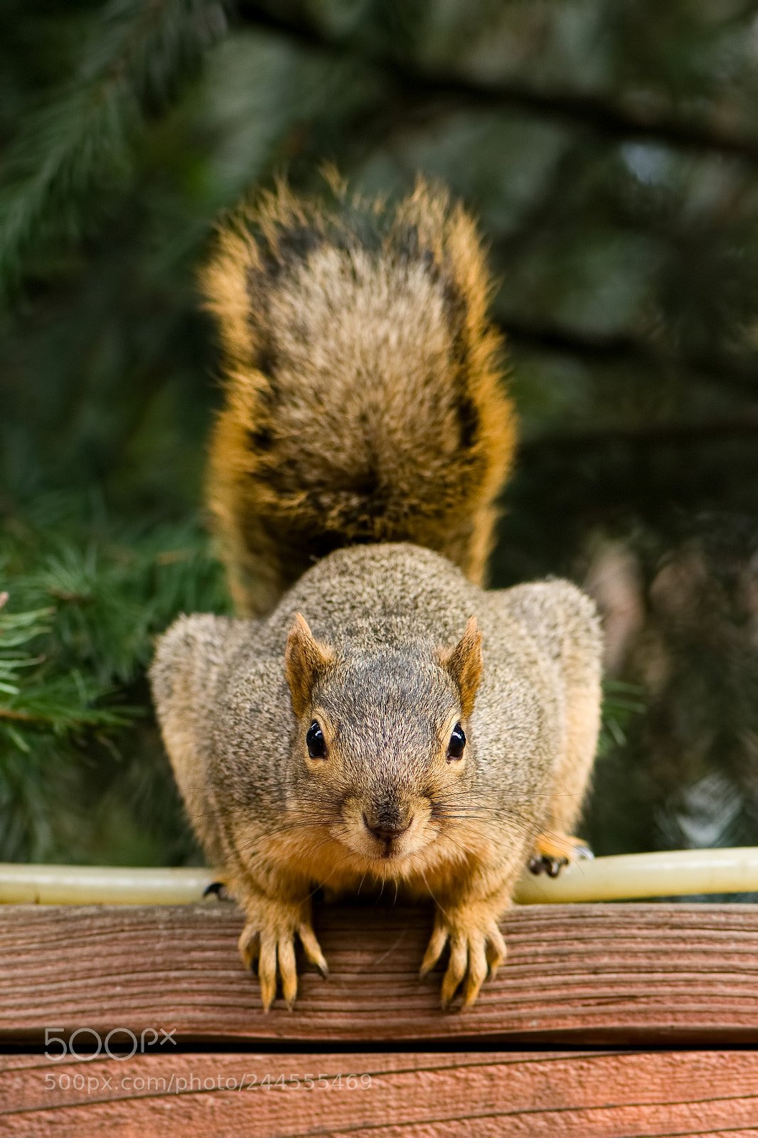 Nikon D7200 sample photo. Squirrel photography