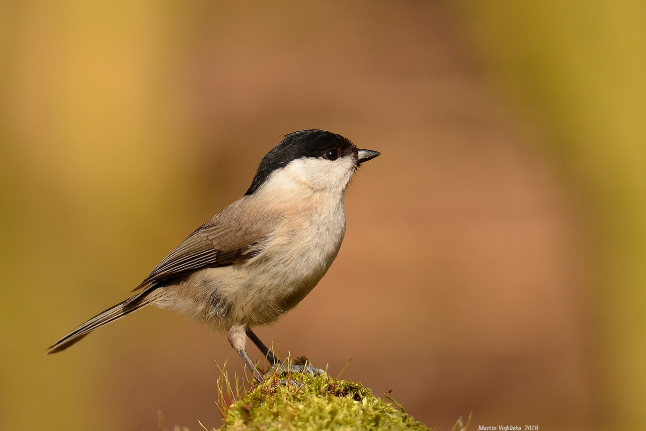 Nikon D5100 sample photo. Chickadee - parus palustris photography