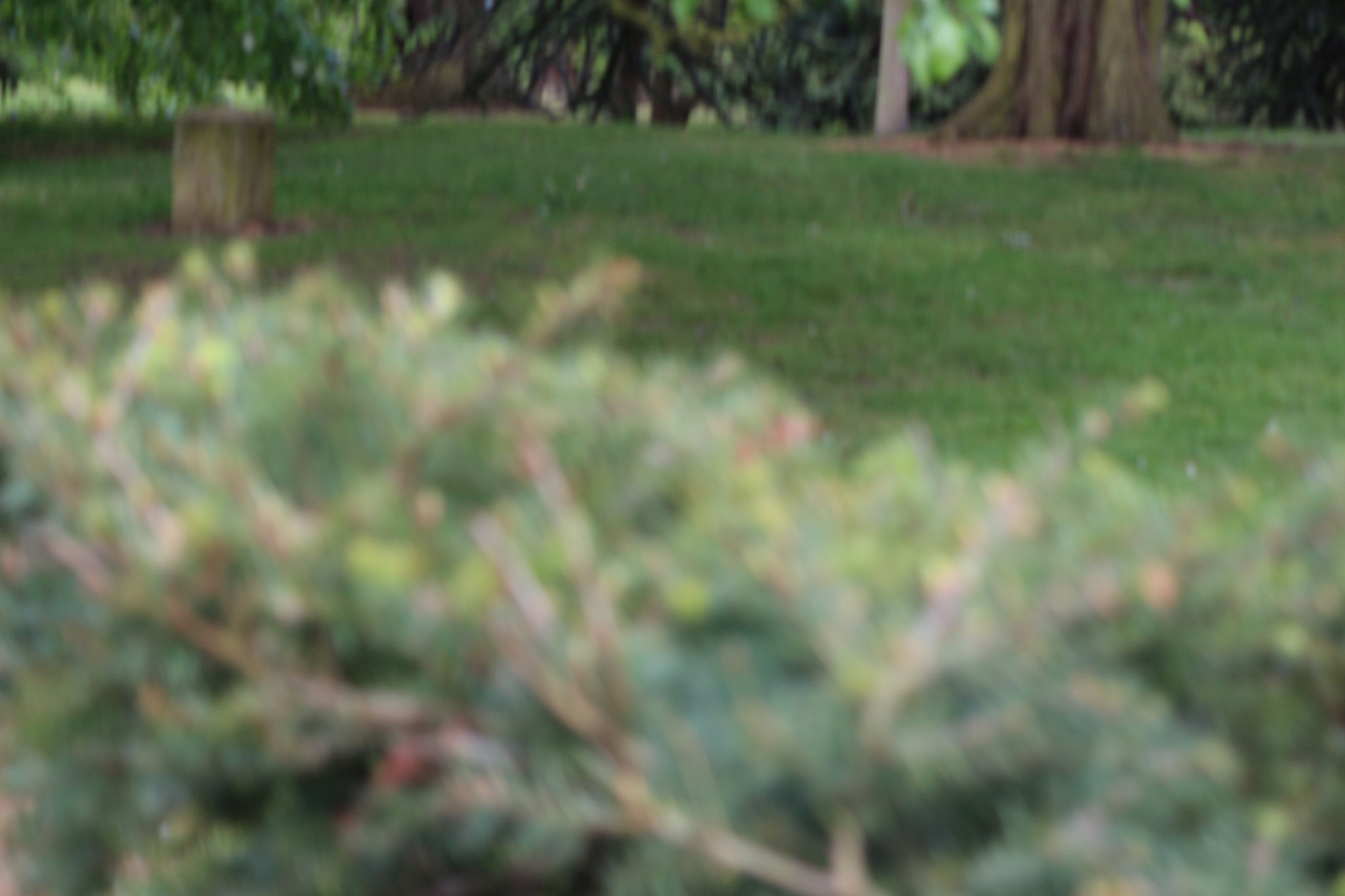 Canon EOS 650D (EOS Rebel T4i / EOS Kiss X6i) sample photo. Img photography