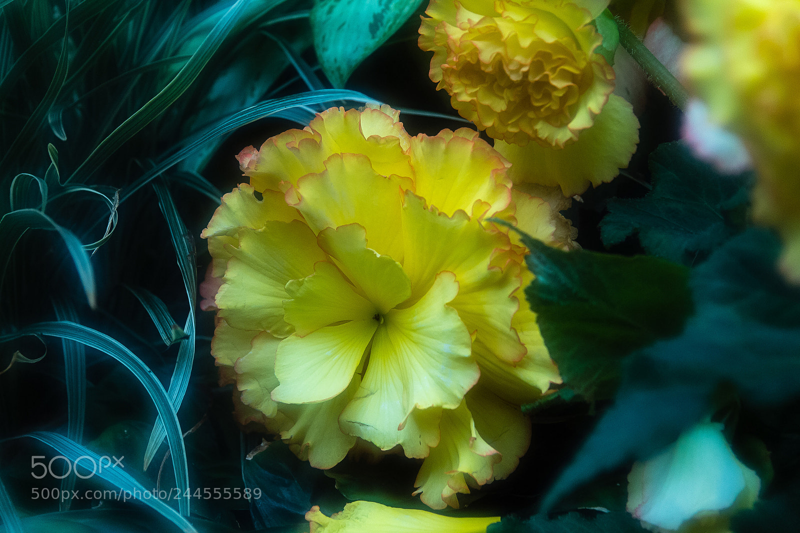 Canon EOS 60D sample photo. Begonia 'corona' photography