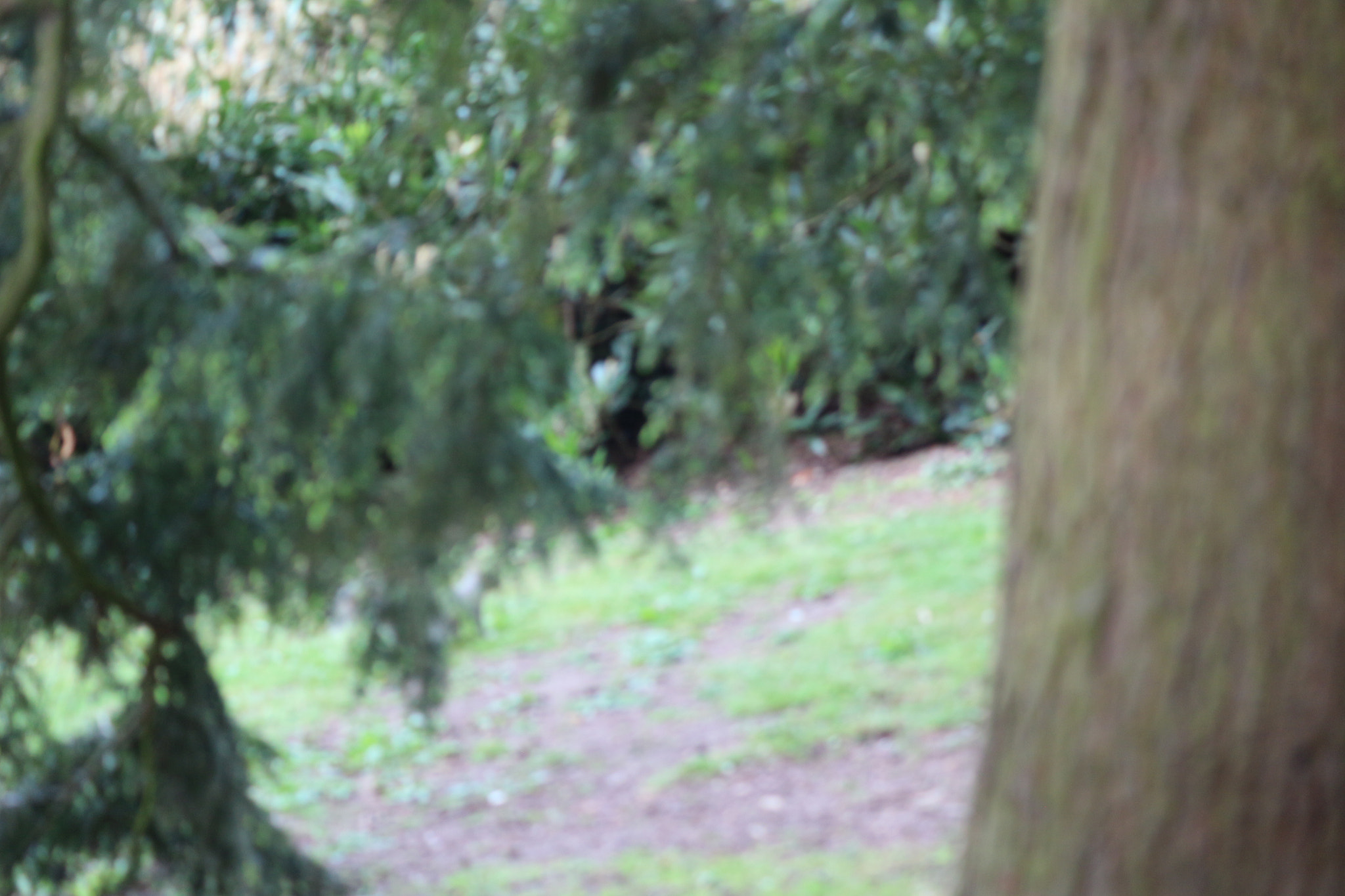 Canon EOS 650D (EOS Rebel T4i / EOS Kiss X6i) sample photo. Img photography