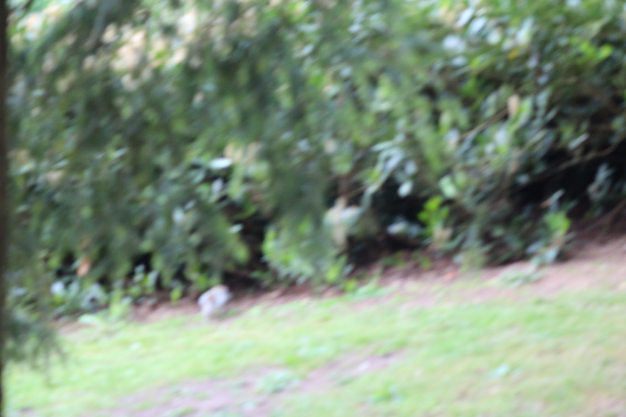 Canon EOS 650D (EOS Rebel T4i / EOS Kiss X6i) sample photo. Img photography