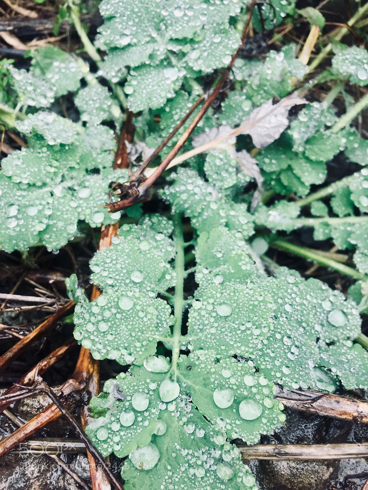 Apple iPhone 6 sample photo. In the morning photography