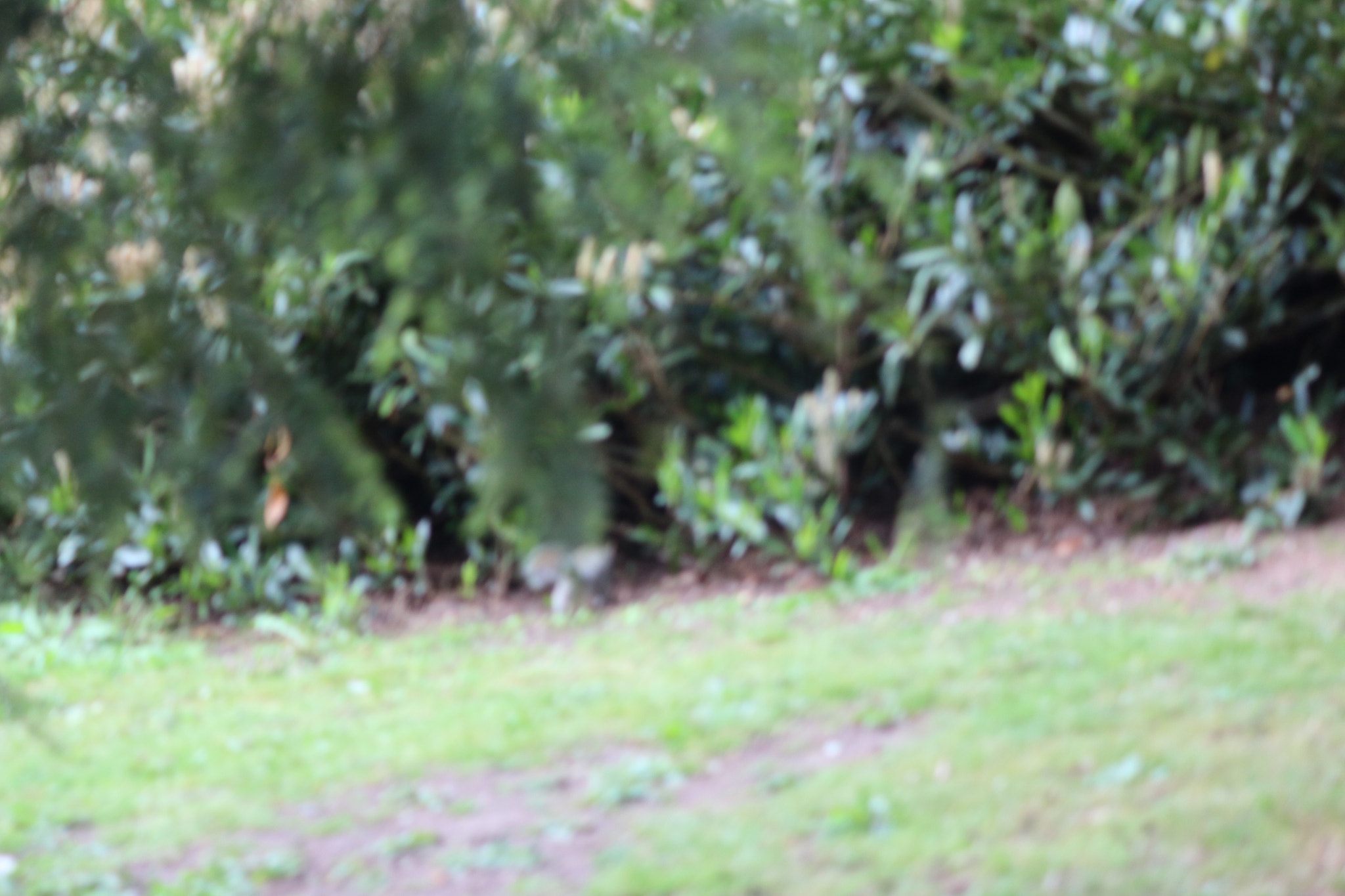 Canon EOS 650D (EOS Rebel T4i / EOS Kiss X6i) sample photo. Img photography