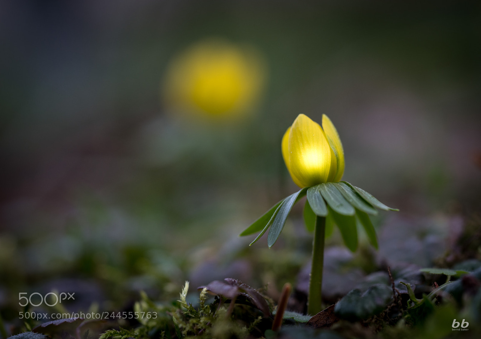Sony a7R II sample photo. Frühlingsboten photography