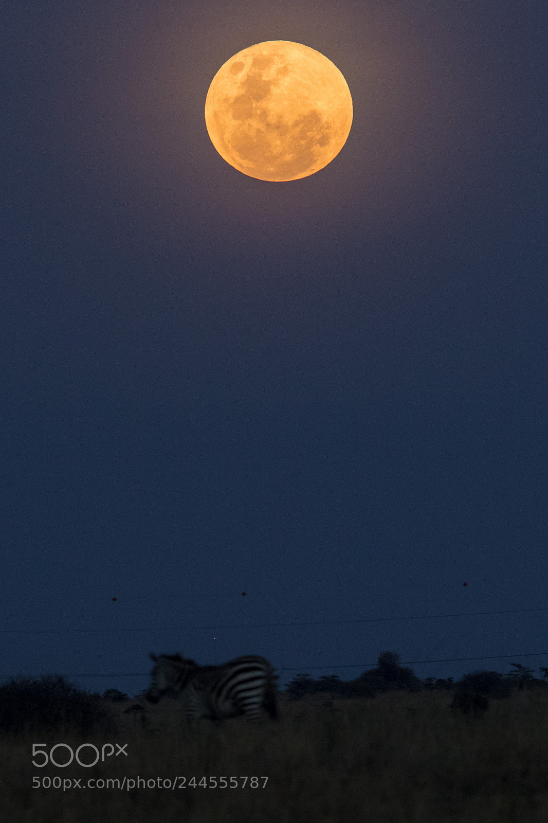 Canon EOS-1D X Mark II sample photo. Super moon photography