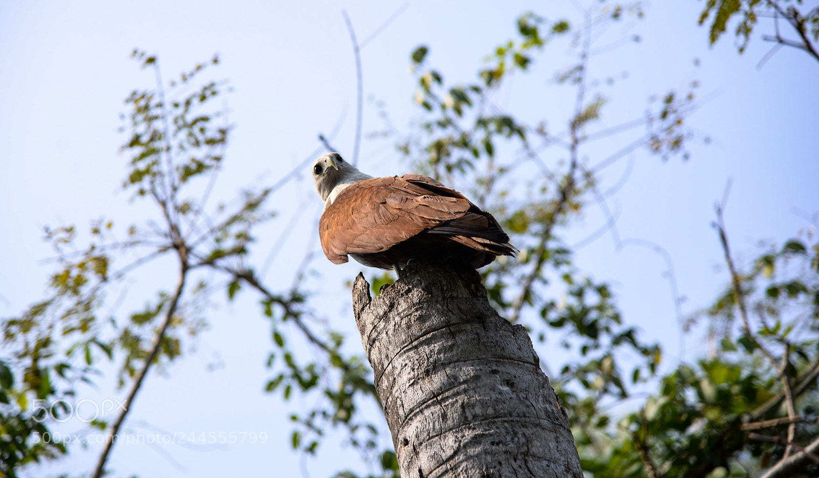 Nikon D610 sample photo. B photography