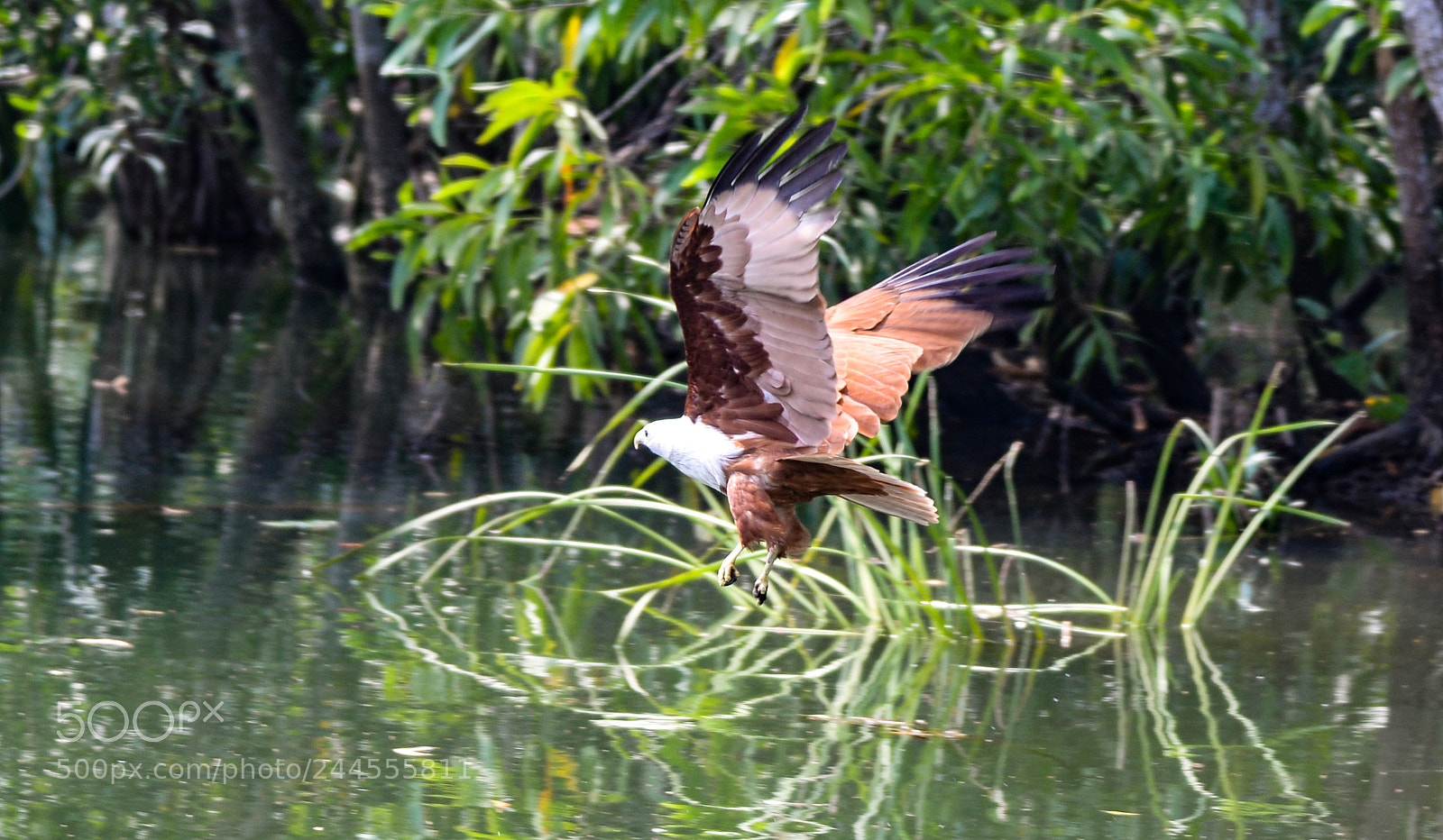 Nikon D610 sample photo. B photography