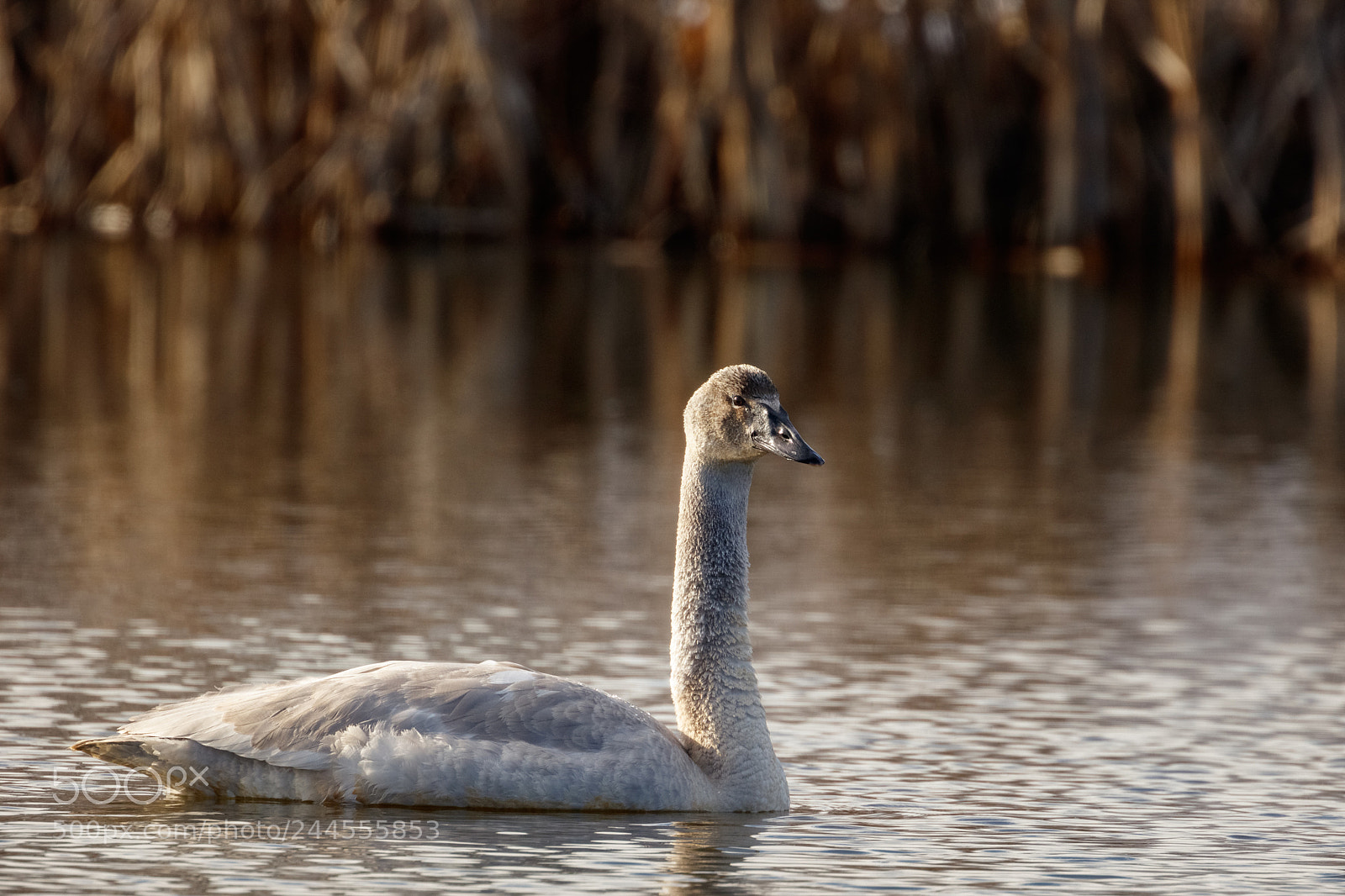 Canon EOS 5DS R sample photo. Winter guest photography