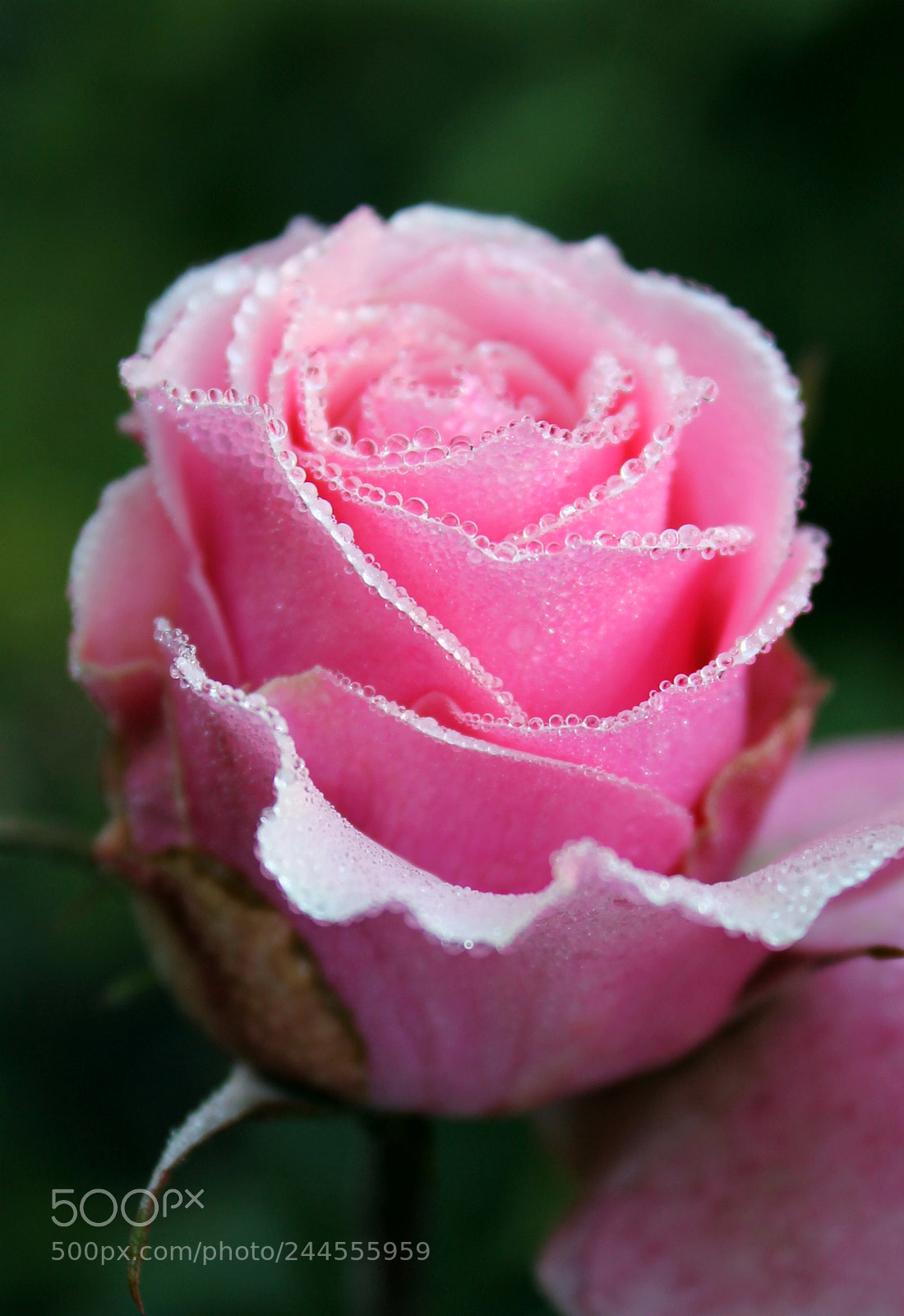 Canon EOS 1100D (EOS Rebel T3 / EOS Kiss X50) sample photo. Perfect dew photography