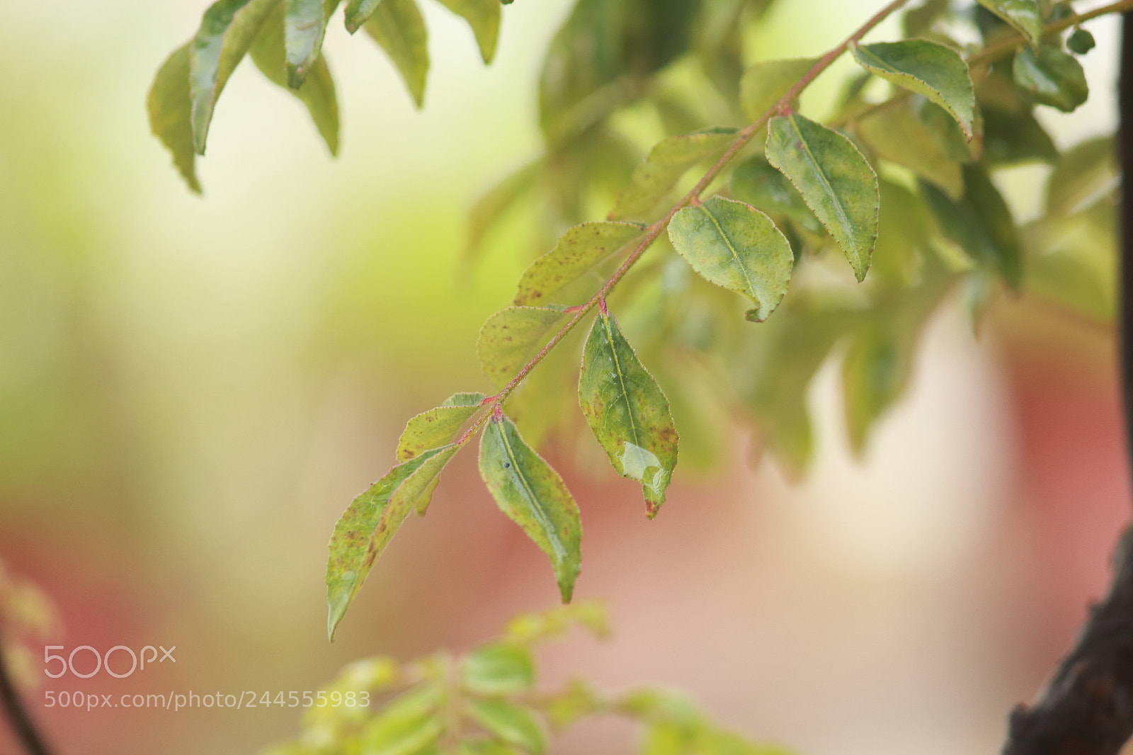 Canon EF-S 55-250mm F4-5.6 IS II sample photo. Dpp photography
