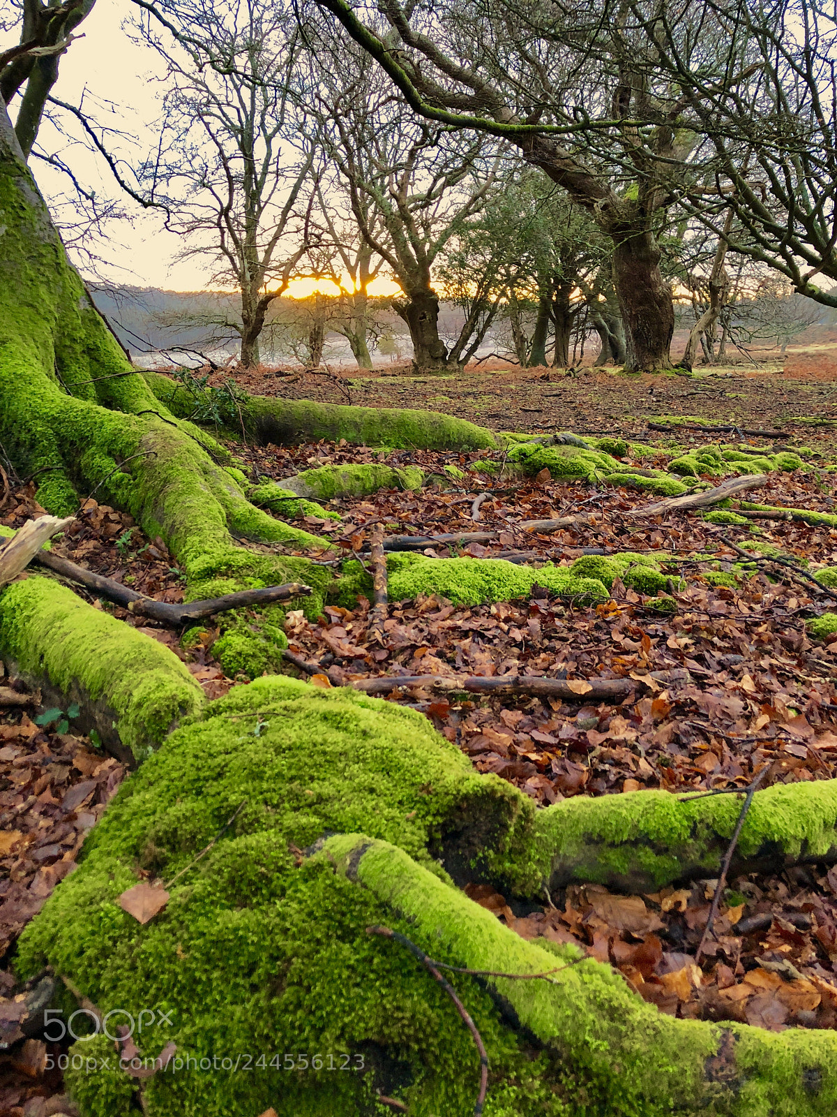 Apple iPhone 8 Plus sample photo. A mossy sunrise photography