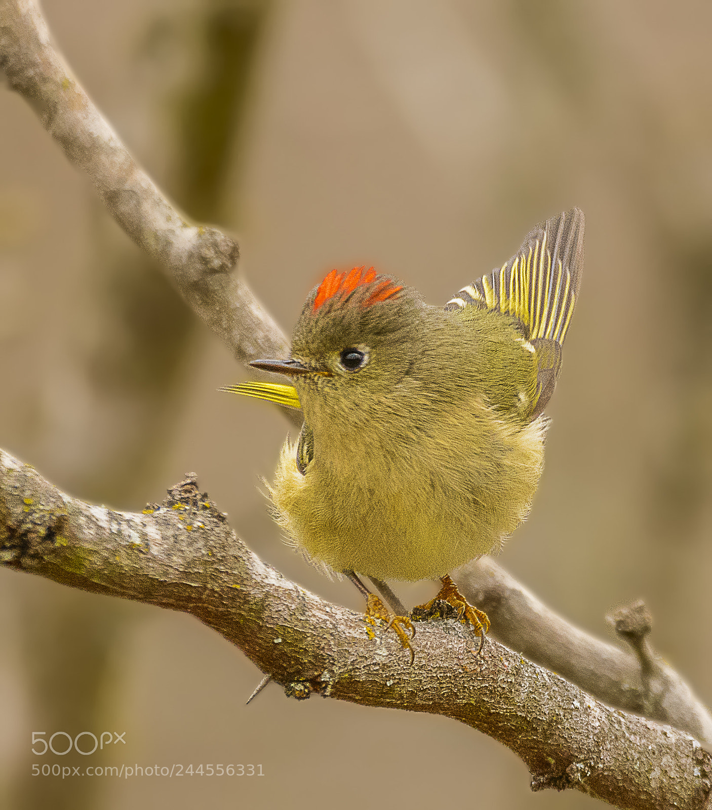 Nikon D7100 sample photo. Ruby-crowned kinglet photography