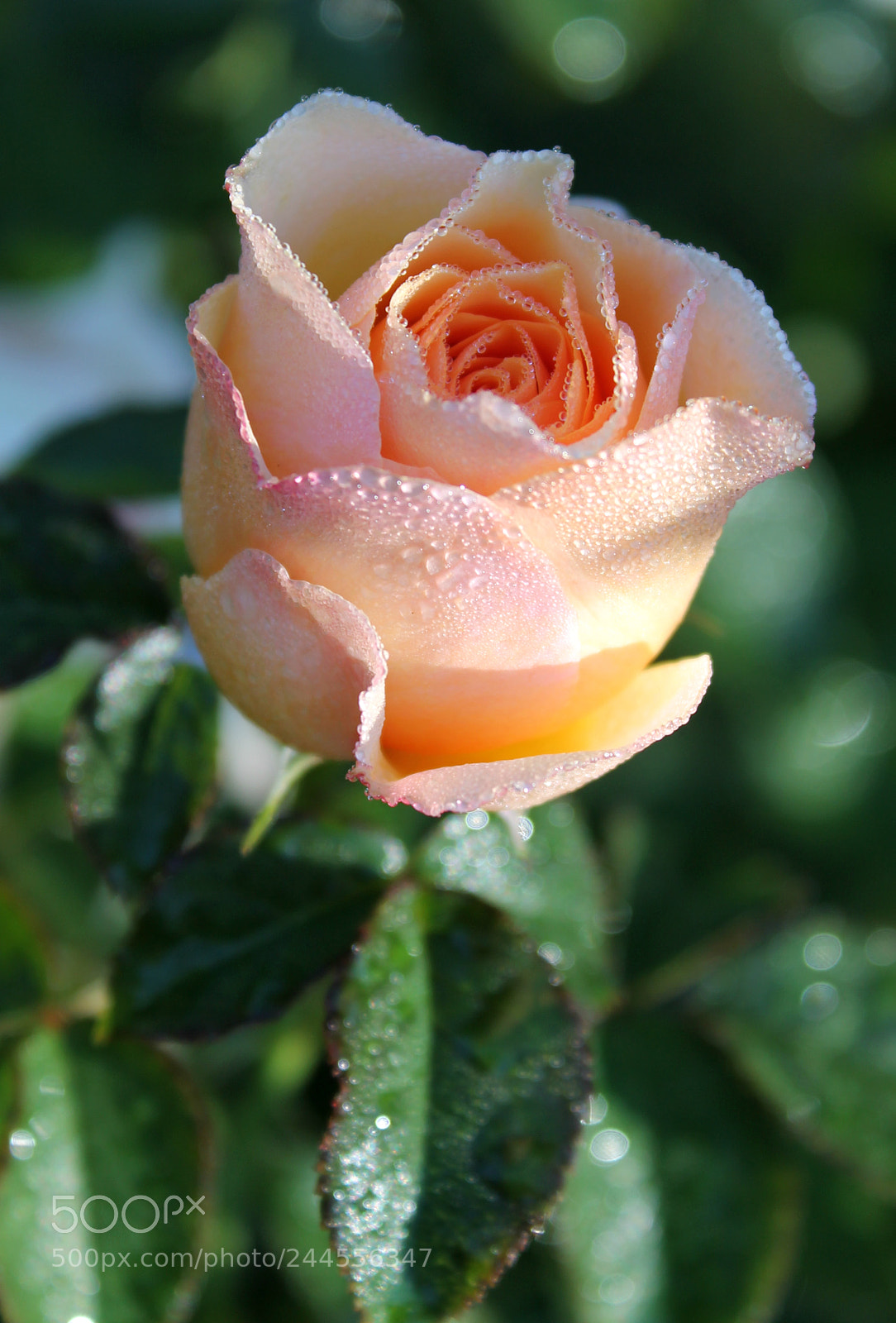 Canon EOS 1100D (EOS Rebel T3 / EOS Kiss X50) sample photo. Peach perfection photography