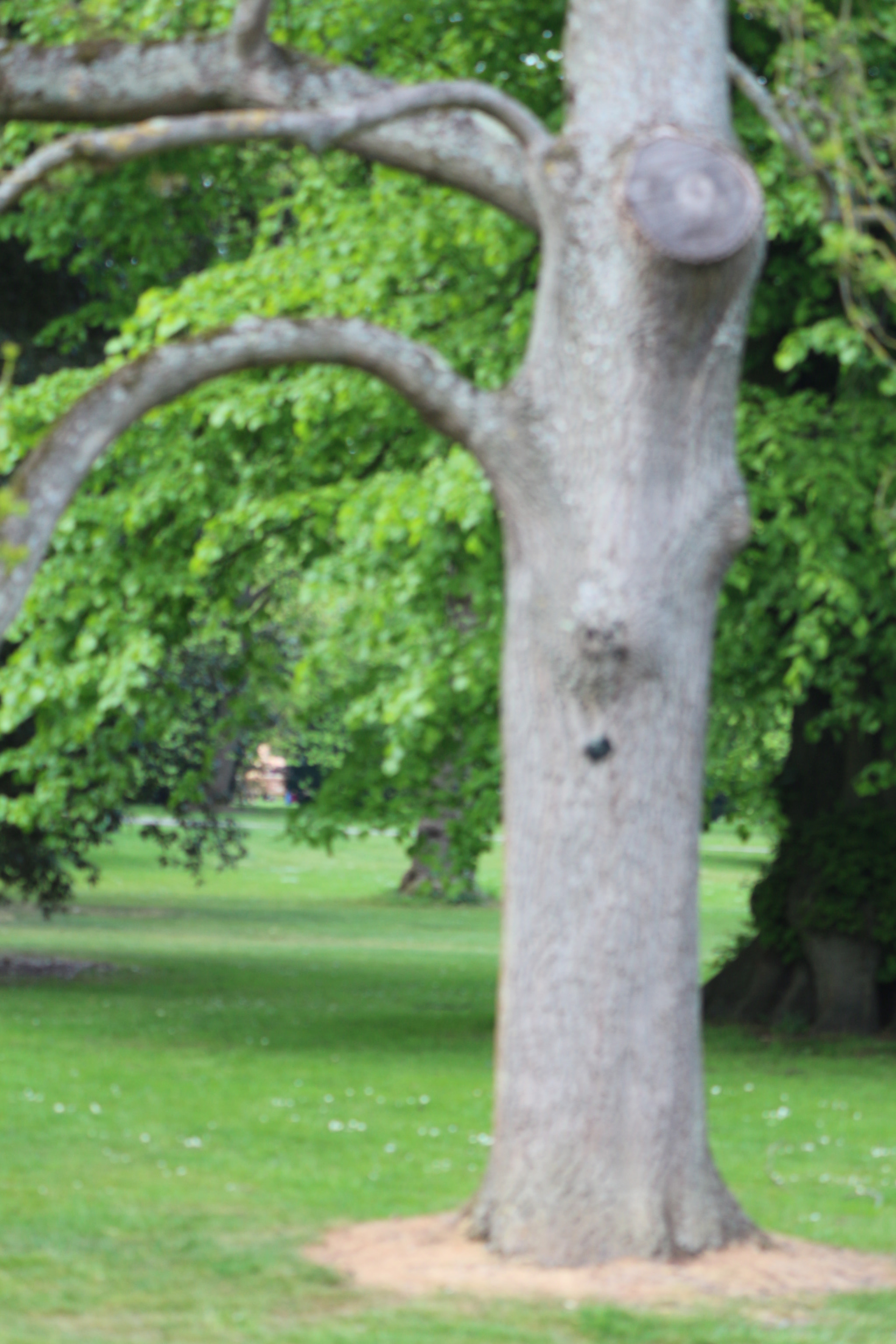 Canon EOS 650D (EOS Rebel T4i / EOS Kiss X6i) sample photo. Img photography