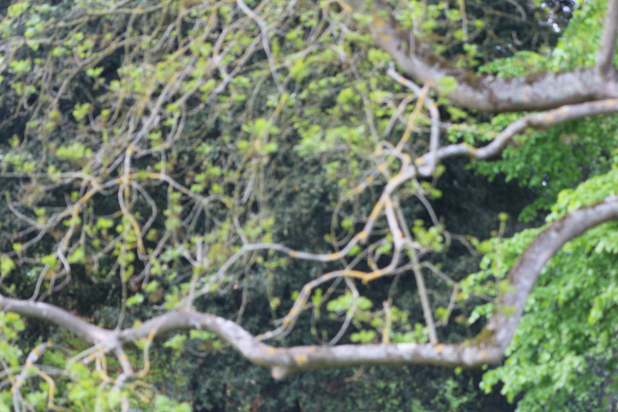Canon EOS 650D (EOS Rebel T4i / EOS Kiss X6i) sample photo. Img photography