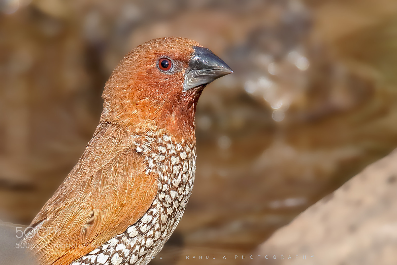 Canon EOS 7D Mark II sample photo. Scaly breasted munia photography