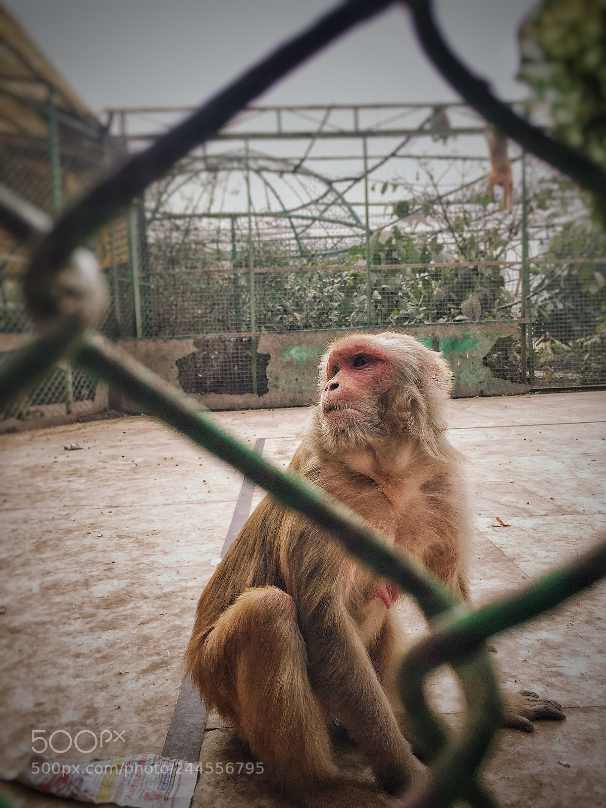 Apple iPhone 6 sample photo. Wildlife photography